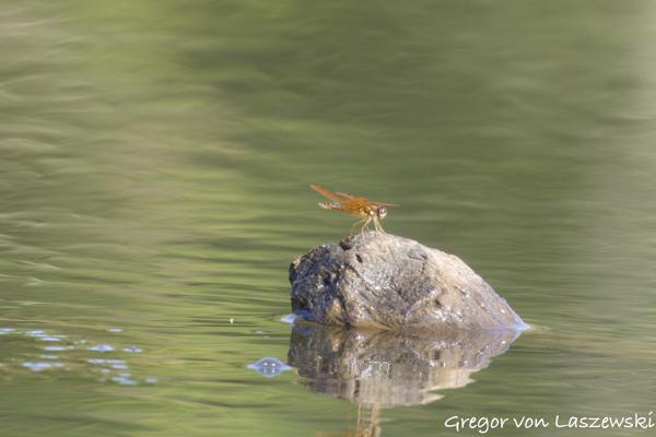  July 7, 2024 6:36 PM, Canon EOS R7, RF100-400mm F5.6-8 IS USM + EXTENDER RF2x, 800mm, f/16.0, 1/800s, ISO 6400, Gregor von Laszewski