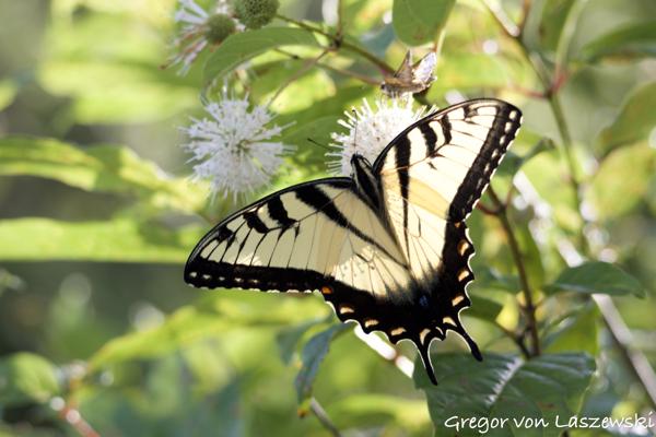  July 18, 2024 6:09 PM, Canon EOS R7, RF100-400mm F5.6-8 IS USM, 135mm, f/6.3, 1/250s, ISO 250, Gregor von Laszewski