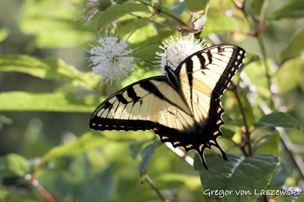  July 18, 2024 6:09 PM, Canon EOS R7, RF100-400mm F5.6-8 IS USM, 135mm, f/6.3, 1/320s, ISO 250, Gregor von Laszewski