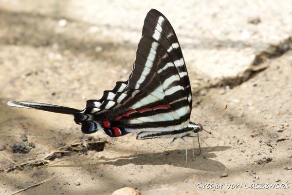  July 27, 2024 2:37 PM, Canon EOS R7, RF100-400mm F5.6-8 IS USM, 400mm, f/11.0, 1/1600s, ISO 4000, Gregor von Laszewski