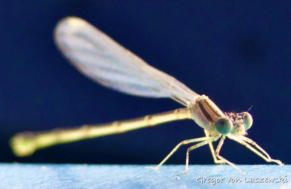  August 23, 2024 6:52 PM, Canon EOS R7, RF100-400mm F5.6-8 IS USM + EXTENDER RF2x, 563mm, f/16.0, 1/800s, ISO 6400, Gregor von Laszewski