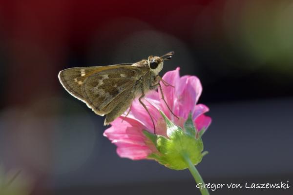  August 18, 2024 6:16 PM, Canon EOS R7, RF100-400mm F5.6-8 IS USM, 300mm, f/8.0, 1/640s, ISO 640, Gregor von Laszewski