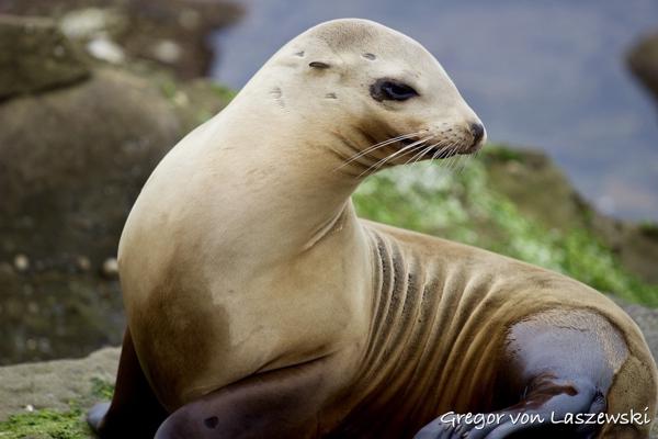  March 22, 2017 2:51 PM, Canon EOS REBEL SL1, EF70-200mm f/4L USM, 176mm, f/4.0, 1/1600s, ISO 320, 