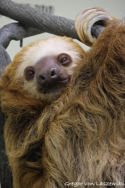  September 3, 2023 3:29 PM, Canon EOS R7, RF-S18-150mm F3.5-6.3 IS STM, 135mm, f/6.3, 1/400s, ISO 6400, Gregor von Laszewski