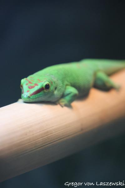  March 16, 2023 1:18 PM, Canon EOS R7, RF-S18-150mm F3.5-6.3 IS STM, 150mm, f/6.3, 1/320s, ISO 6400, Gregor von Laszewski