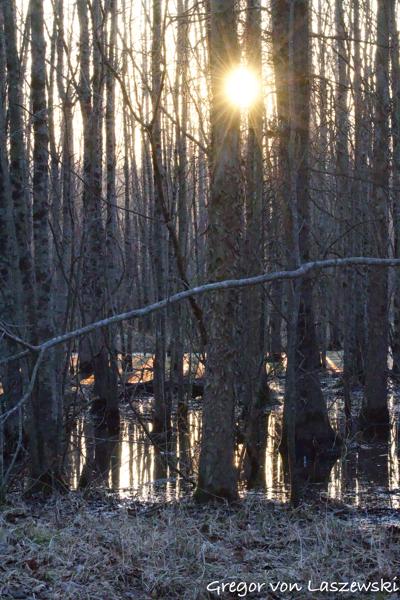  March 11, 2025 8:29 AM, Canon EOS R7, RF100-500mm F4.5-7.1 L IS USM, 100mm, f/14.0, 1/800s, ISO 25600, Gregor von Laszewski