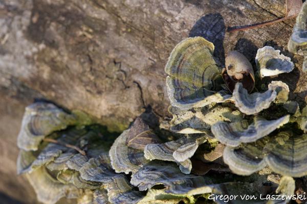  March 11, 2025 9:08 AM, Canon EOS R7, RF100-500mm F4.5-7.1 L IS USM, 500mm, f/7.1, 1/500s, ISO 1250, Gregor von Laszewski