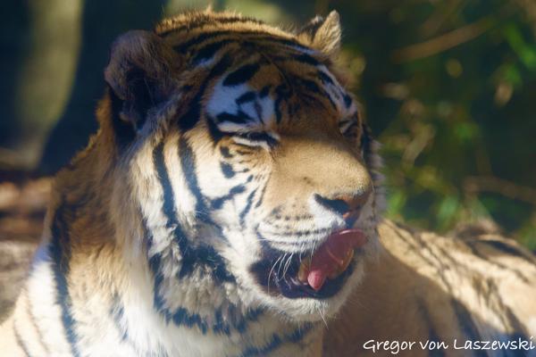  March 18, 2025 11:28 AM, Canon EOS R7, RF100-500mm F4.5-7.1 L IS USM, 363mm, f/6.3, 1/1600s, ISO 1250, Gregor von Laszewski