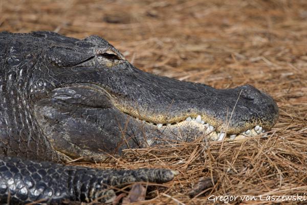  March 18, 2025 12:12 PM, Canon EOS R7, RF100-500mm F4.5-7.1 L IS USM, 500mm, f/7.1, 1/1600s, ISO 400, Gregor von Laszewski
