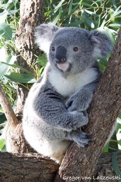  October 6, 2024 10:31 AM, Canon EOS R7, RF100-500mm F4.5-7.1 L IS USM, 300mm, f/8.0, 1/160s, ISO 800, Gregor von Laszewski