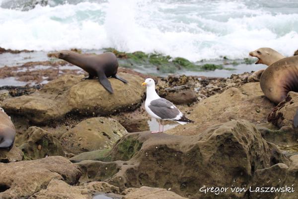  March 22, 2017 2:41 PM, Canon EOS REBEL SL1, EF70-200mm f/4L USM, 78mm, f/4.0, 1/800s, ISO 160, 