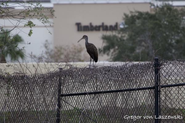  December 29, 2024 10:29 AM, Canon EOS R7, RF100-400mm F5.6-8 IS USM, 400mm, f/8.0, 1/200s, ISO 1600, Gregor von Laszewski