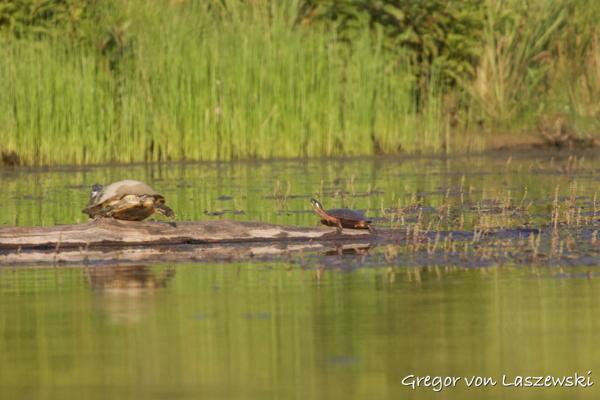 August 23, 2024 7:14 PM, Canon EOS R7, RF100-400mm F5.6-8 IS USM + EXTENDER RF2x, 800mm, f/16.0, 1/400s, ISO 1600, Gregor von Laszewski