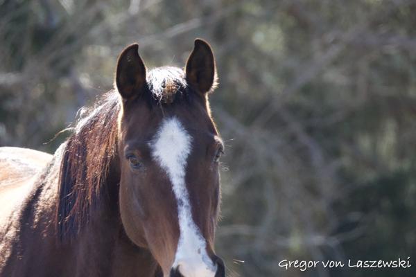  March 2, 2025 11:50 AM, Canon EOS R7, RF200-800mm F6.3-9 IS USM, 800mm, f/9.0, 1/3200s, ISO 8000, Gregor von Laszewski