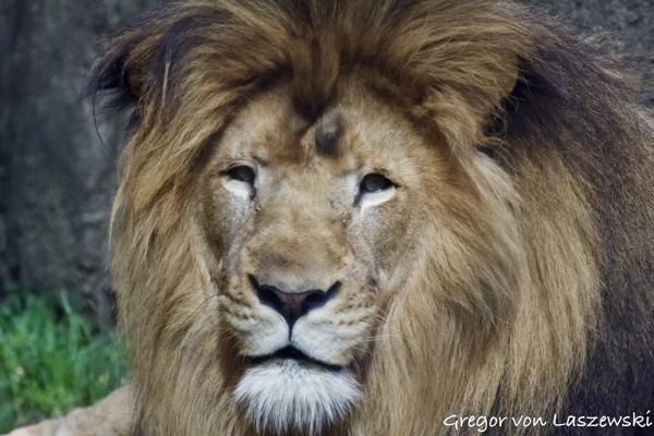  March 17, 2016 2:16 PM, Canon EOS REBEL SL1, EF70-200mm f/4L USM, 200mm, f/4.0, 1/1600s, ISO 1250, 