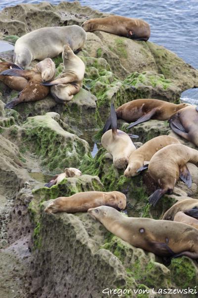  March 22, 2017 2:35 PM, Canon EOS REBEL SL1, EF70-200mm f/4L USM, 180mm, f/4.5, 1/320s, ISO 100, 