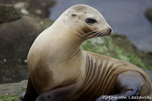  March 22, 2017 2:51 PM, Canon EOS REBEL SL1, EF70-200mm f/4L USM, 176mm, f/4.0, 1/1600s, ISO 320, 