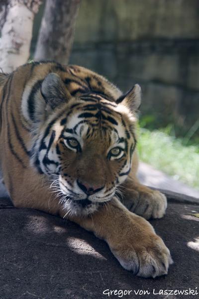  September 3, 2023 1:44 PM, Canon EOS REBEL SL1, EF70-200mm f/4L USM, 109mm, f/4.0, 1/160s, ISO 1600, 