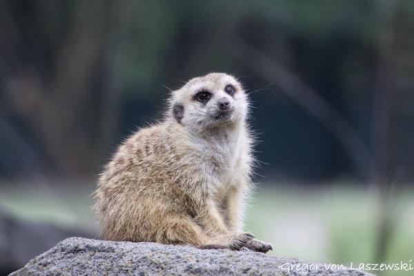  December 30, 2024 4:35 PM, Canon EOS R7, RF100-400mm F5.6-8 IS USM, 400mm, f/9.0, 1/640s, ISO 6400, Gregor von Laszewski