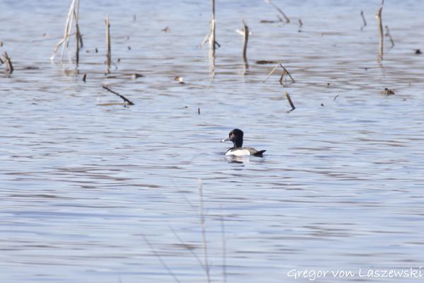  February 25, 2025 3:20 PM, Canon EOS R7, RF200-800mm F6.3-9 IS USM + EXTENDER RF2x, 1600mm, f/18.0, 1/250s, ISO 800, Gregor von Laszewski