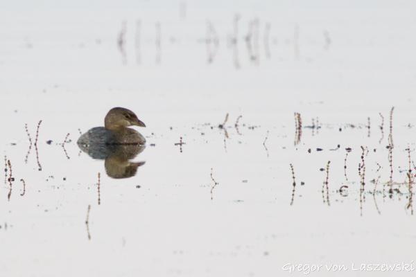  September 19, 2024 7:41 PM, Canon EOS R7, RF100-500mm F4.5-7.1 L IS USM + EXTENDER RF2x, 1000mm, f/14.0, 1/160s, ISO 8000, Gregor von Laszewski