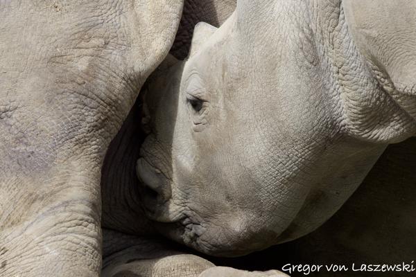  March 18, 2025 12:32 PM, Canon EOS R7, RF100-500mm F4.5-7.1 L IS USM, 500mm, f/7.1, 1/1600s, ISO 800, Gregor von Laszewski