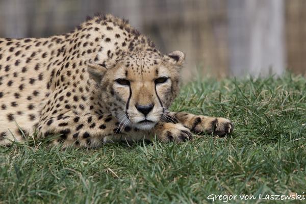  March 18, 2025 12:57 PM, Canon EOS R7, RF100-500mm F4.5-7.1 L IS USM, 500mm, f/7.1, 1/1600s, ISO 400, Gregor von Laszewski
