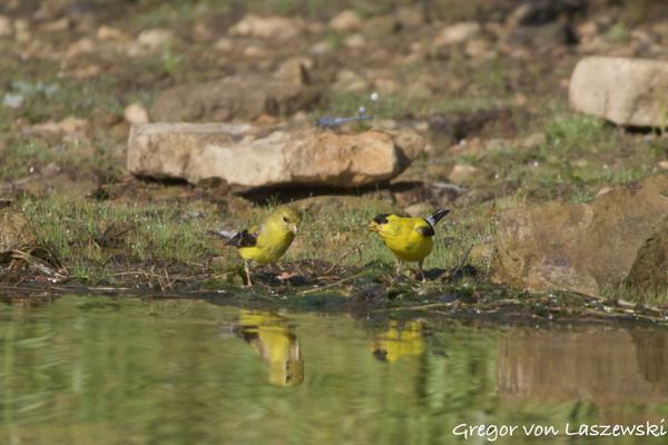  August 17, 2024 9:32 AM, Canon EOS R7, RF100-400mm F5.6-8 IS USM + EXTENDER RF2x, 800mm, f/16.0, 1/3200s, ISO 6400, Gregor von Laszewski