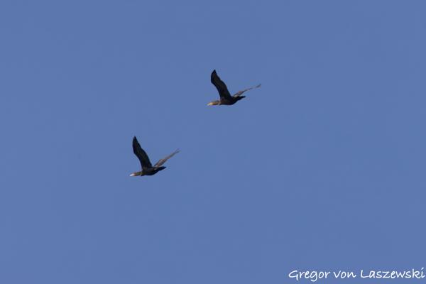  October 18, 2024 1:03 PM, Canon EOS R7, RF100-500mm F4.5-7.1 L IS USM + EXTENDER RF2x, 600mm, f/13.0, 1/1000s, ISO 640, Gregor von Laszewski