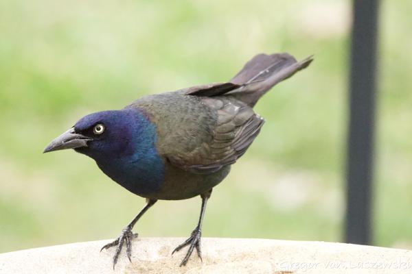  March 29, 2025 9:02 AM, Canon EOS R7, RF200-800mm F6.3-9 IS USM, 800mm, f/10.0, 1/800s, ISO 20000, Gregor von Laszewski