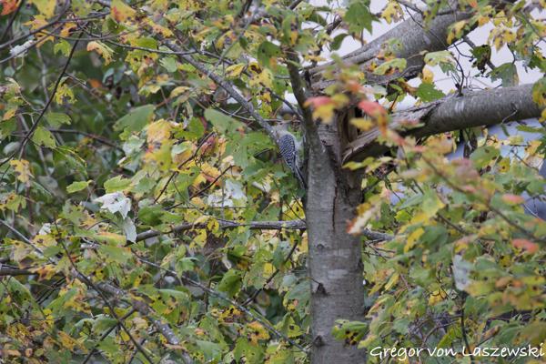  October 23, 2024 4:25 PM, Canon EOS R7, RF200-800mm F6.3-9 IS USM, 800mm, f/9.0, 1/125s, ISO 640, Gregor von Laszewski