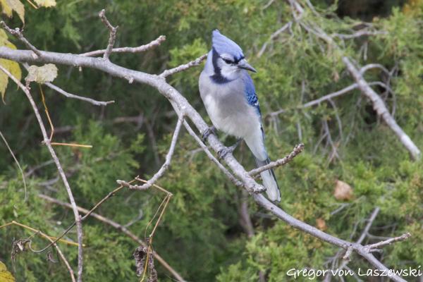  October 23, 2024 4:30 PM, Canon EOS R7, RF200-800mm F6.3-9 IS USM + EXTENDER RF2x, 1600mm, f/18.0, 1/200s, ISO 8000, Gregor von Laszewski