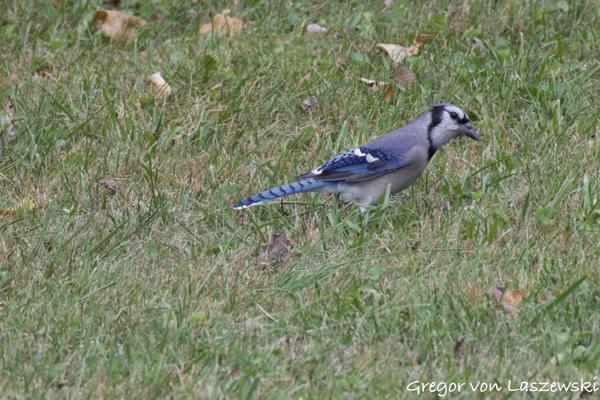  October 23, 2024 4:39 PM, Canon EOS R7, RF200-800mm F6.3-9 IS USM + EXTENDER RF2x, 1600mm, f/18.0, 1/320s, ISO 4000, Gregor von Laszewski