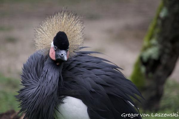  December 30, 2024 12:42 PM, Canon EOS R7, RF100-400mm F5.6-8 IS USM, 400mm, f/8.0, 1/800s, ISO 2500, Gregor von Laszewski