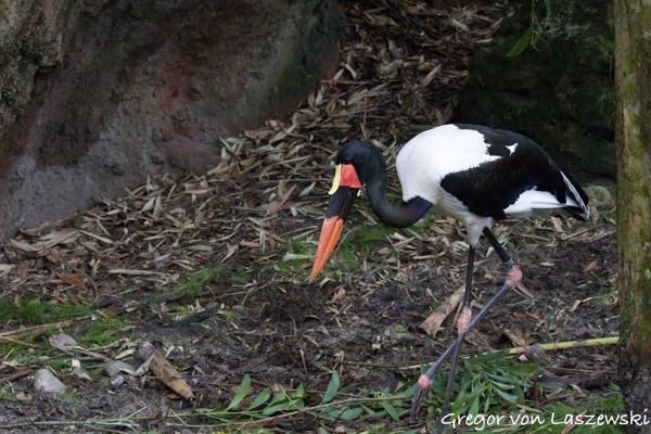  December 30, 2024 1:28 PM, Canon EOS R7, RF100-400mm F5.6-8 IS USM, 100mm, f/6.3, 1/1600s, ISO 12800, Gregor von Laszewski