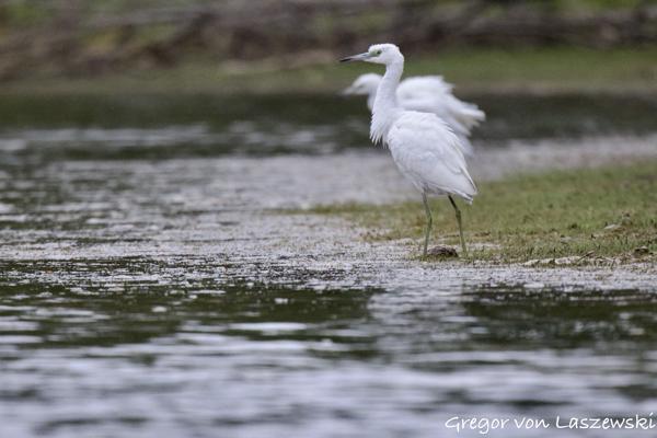  September 6, 2024 6:41 PM, Canon EOS R7, RF800mm F11 IS STM, 800mm, f/11.0, 1/1250s, ISO 4000, Gregor von Laszewski