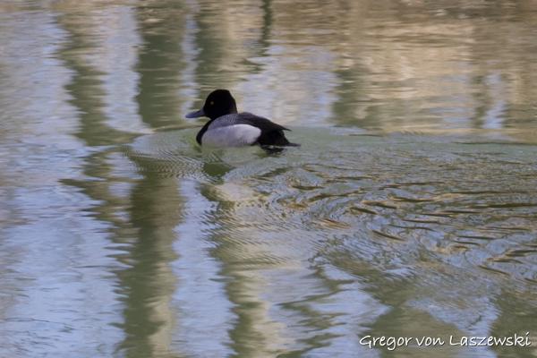  February 14, 2025 12:42 PM, Canon EOS R7, RF200-800mm F6.3-9 IS USM + EXTENDER RF2x, 648mm, f/14.0, 1/1250s, ISO 3200, Gregor von Laszewski