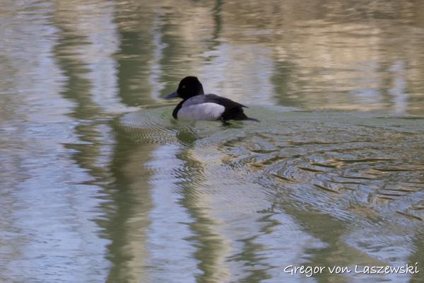  February 14, 2025 12:42 PM, Canon EOS R7, RF200-800mm F6.3-9 IS USM + EXTENDER RF2x, 648mm, f/14.0, 1/1250s, ISO 3200, Gregor von Laszewski