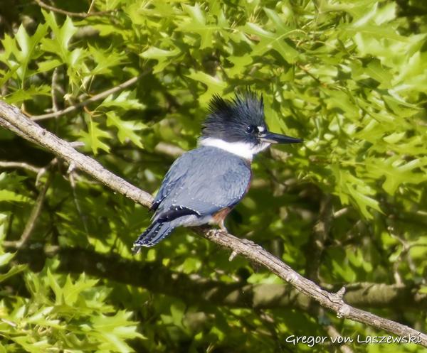  July 7, 2024 6:56 PM, Canon EOS R7, RF100-400mm F5.6-8 IS USM + EXTENDER RF2x, 800mm, f/16.0, 1/1000s, ISO 3200, Gregor von Laszewski